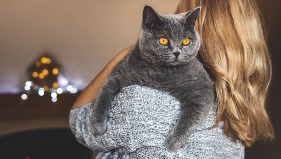 British shorthair hot sale girl